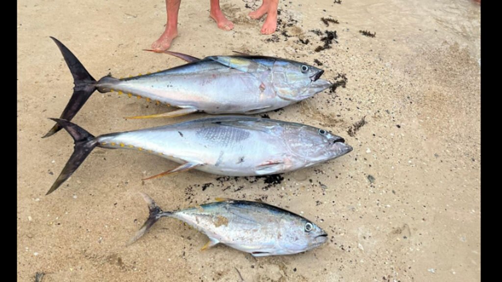 L’Auréva Excursions & Fishing