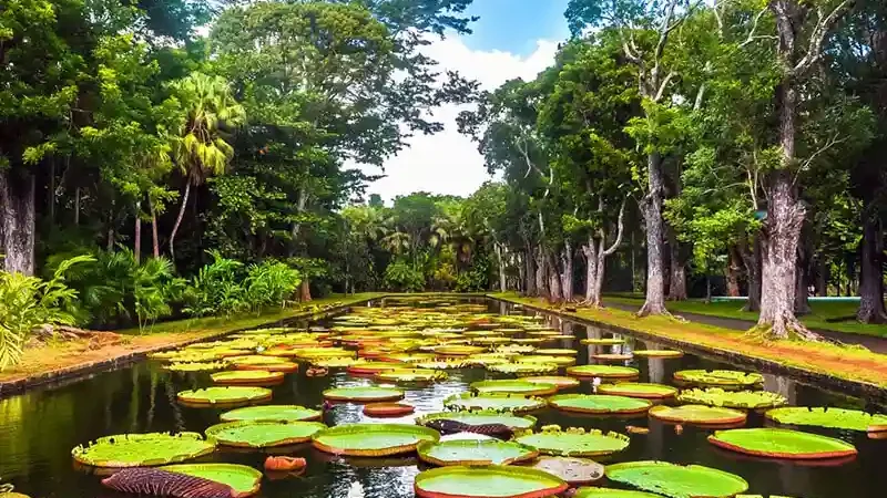 Jardin botanique de Pamplemousses / SSR Botanic Garden