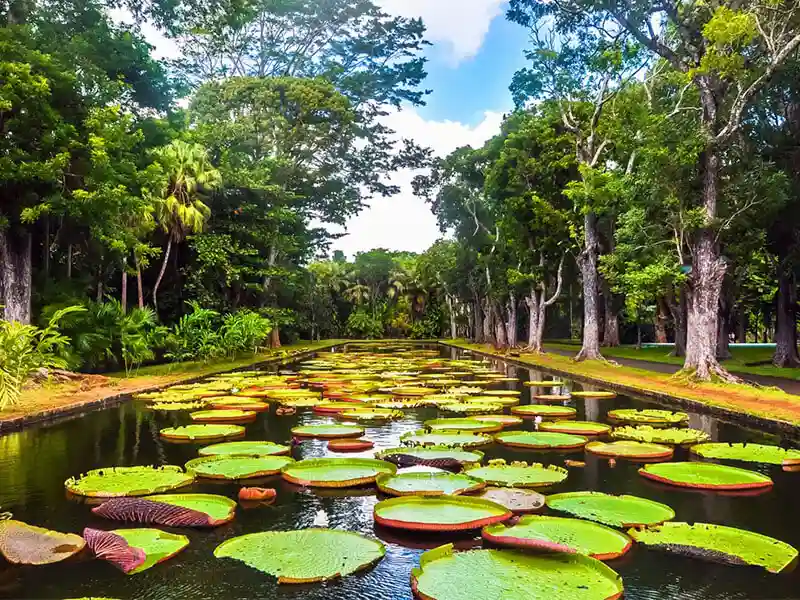 Jardin botanique de Pamplemousses / SSR Botanic Garden