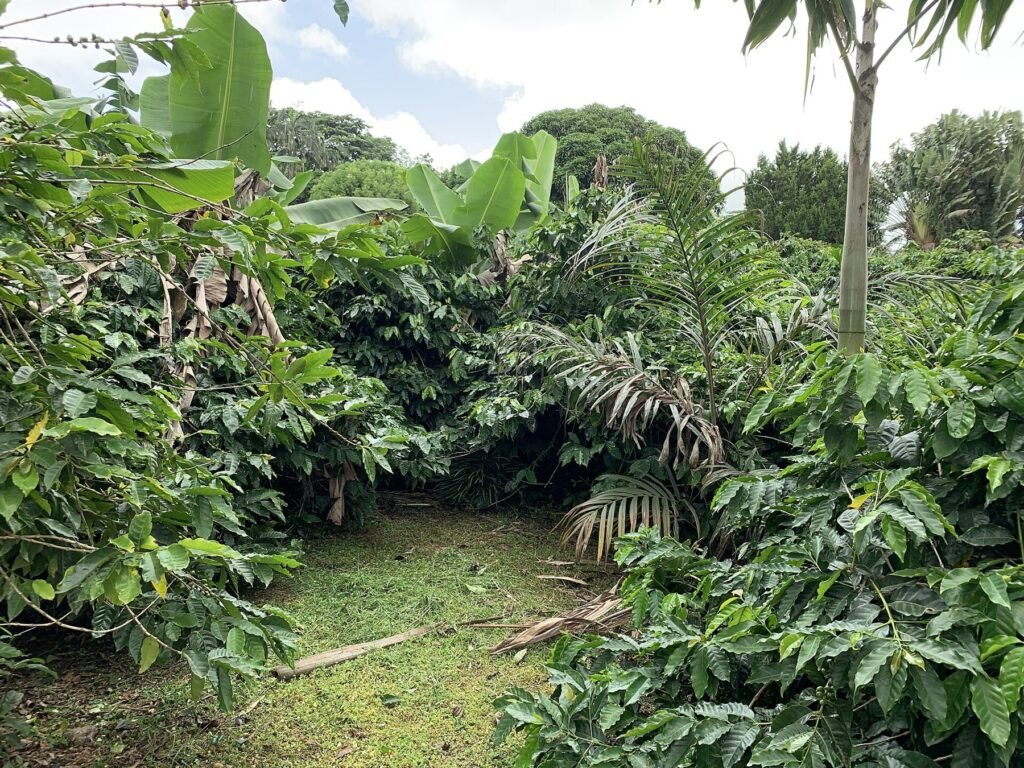 Chamarel Coffee Plantation Tour