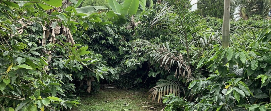 Chamarel Coffee Plantation