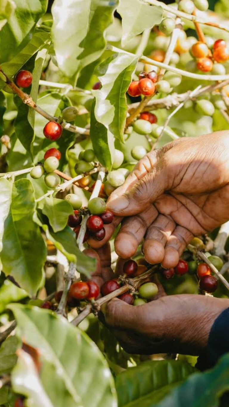 Les cerises de café mûres, rouges et encore vertes, sont cueillies à la main directement sur les branches.