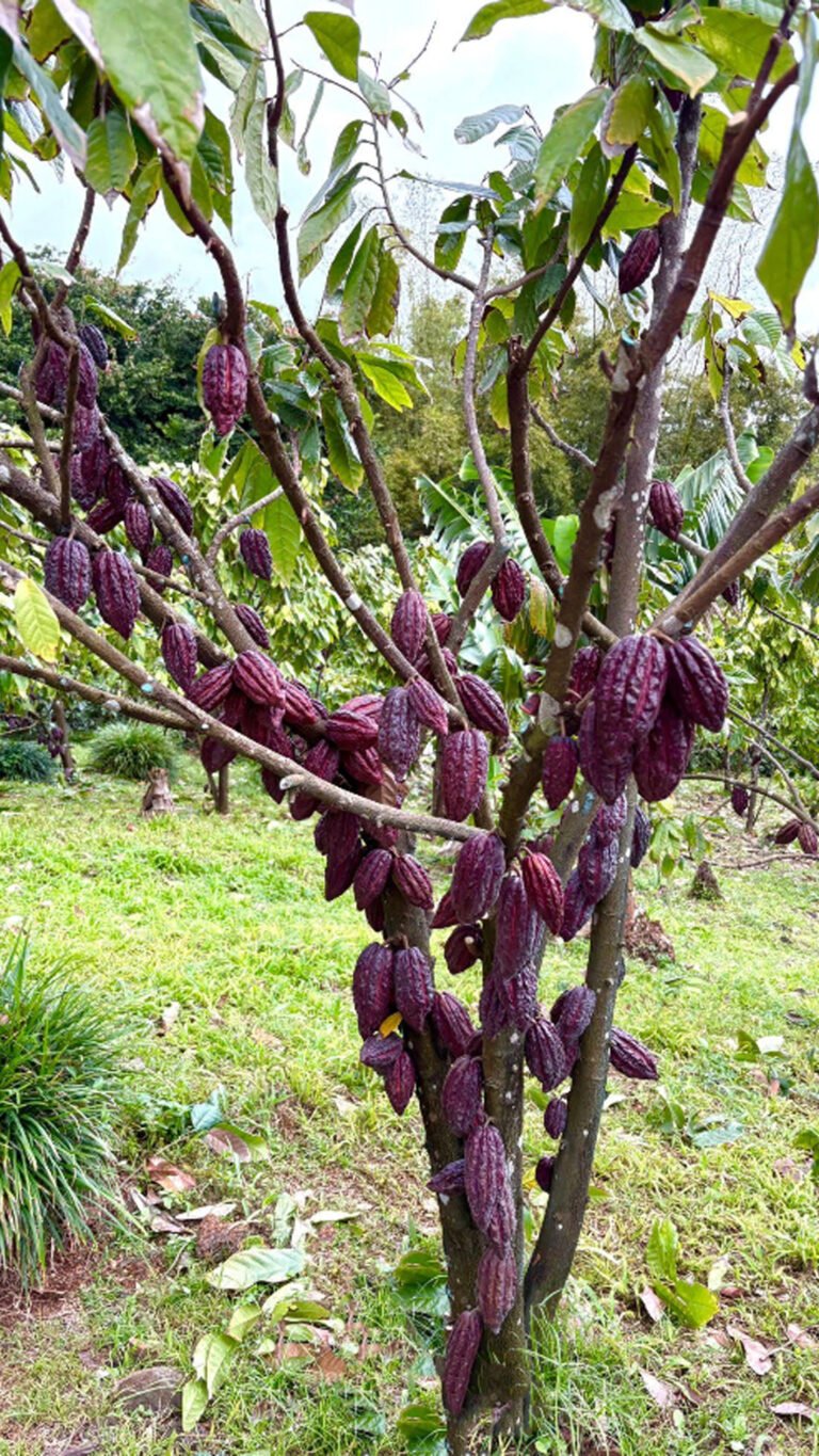 Des cabosses de cacao violettes poussent directement sur le tronc et les branches d’un cacaoyer.