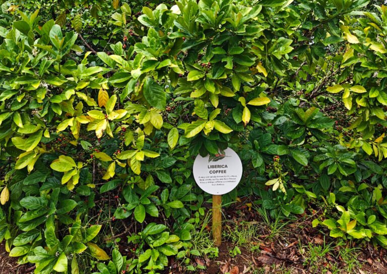 Un caféier de la variété Liberica, reconnaissable à son feuillage dense et à ses petites cerises de café qui poussent sur les branches.