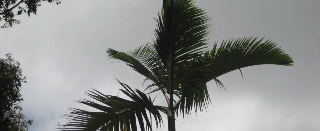 Jardin botanique de Curepipe