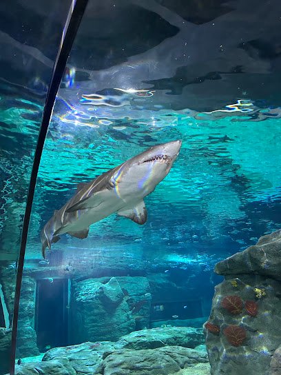 Odysseo- oceanarium